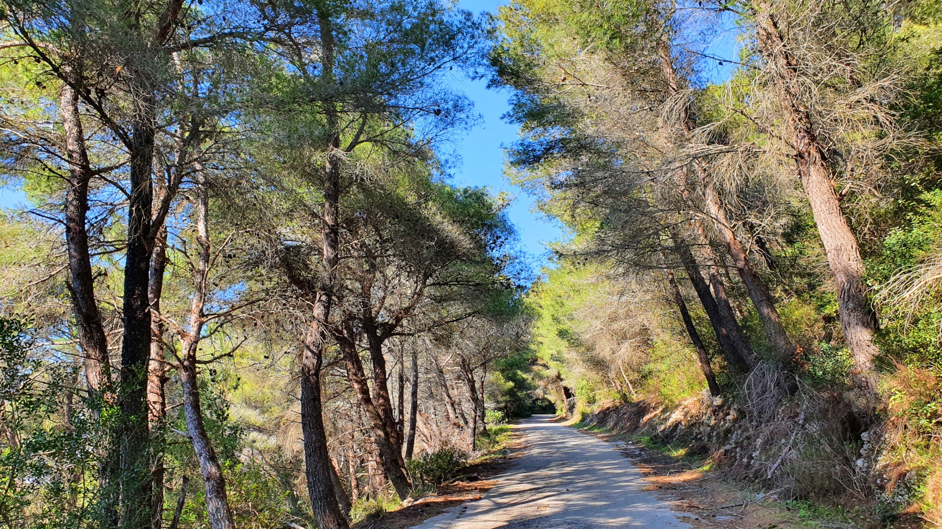 image presenting excursion Aleppo Pine Forests